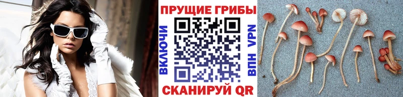 Псилоцибиновые грибы GOLDEN TEACHER Купить где Сим